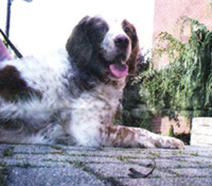 Chess, a therapy dog specially trained to work with seniors